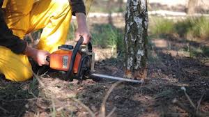 Best Tree and Shrub Care  in Ingram, PA