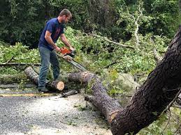 Best Hedge Trimming  in Ingram, PA