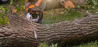 Best Pest Control for Lawns  in Ingram, PA