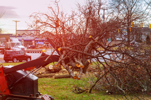 Best Tree Removal  in Ingram, PA