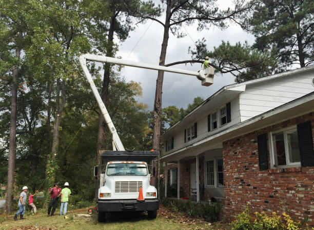 Best Palm Tree Trimming  in Ingram, PA
