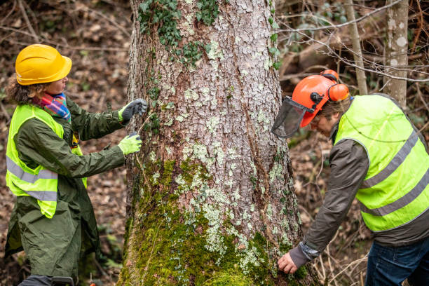 Best Tree Risk Assessment  in Ingram, PA