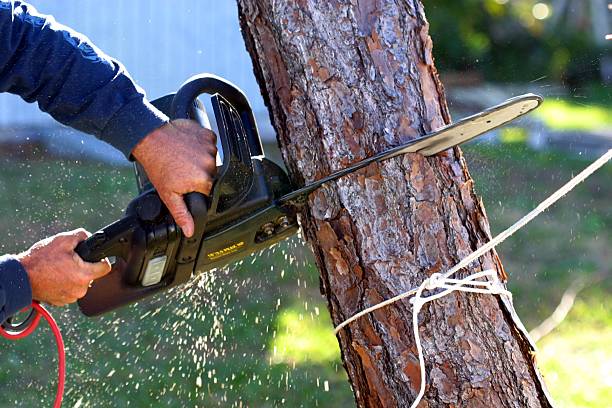 Best Utility Line Clearance  in Ingram, PA