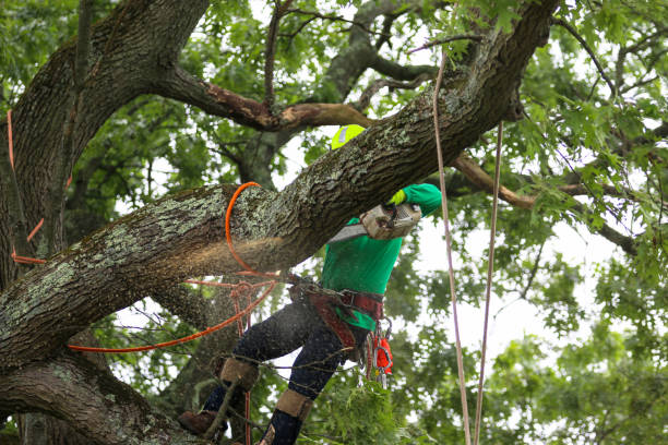How Our Tree Care Process Works  in  Ingram, PA