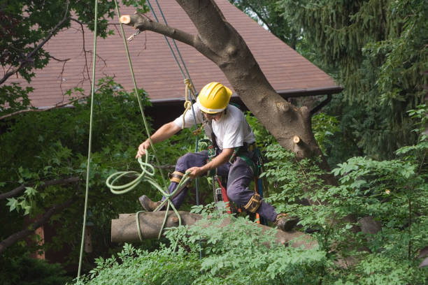 Best Storm Damage Tree Cleanup  in Ingram, PA