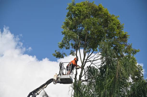Best Leaf Removal  in Ingram, PA