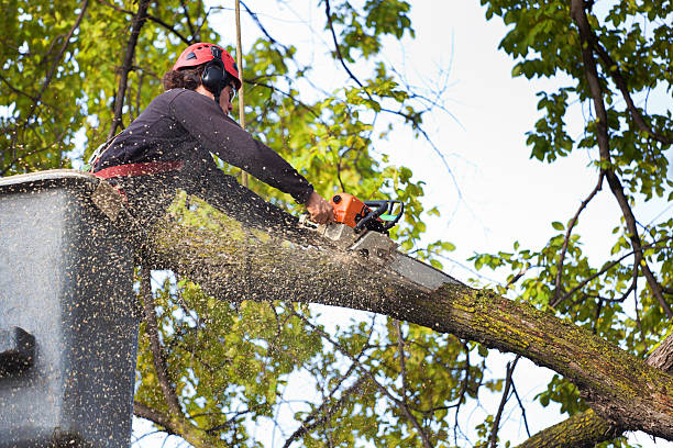 Lawn Watering Services in Ingram, PA