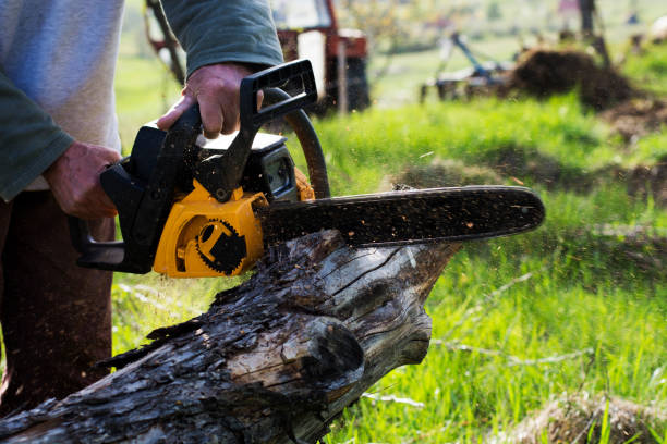 Best Tree Removal  in Ingram, PA