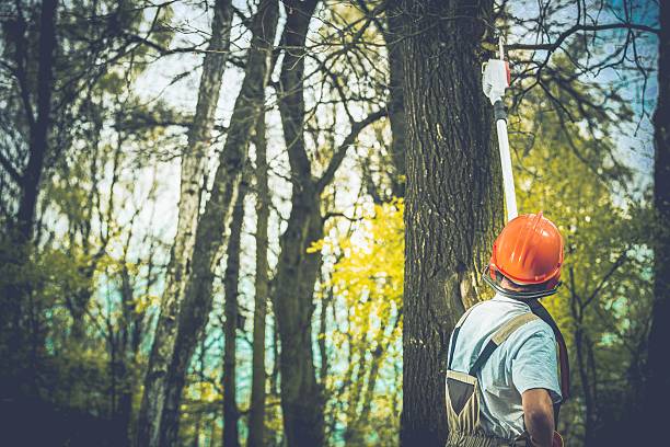 Best Commercial Tree Services  in Ingram, PA