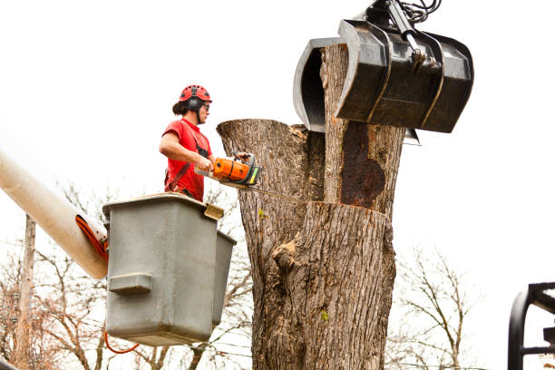  Ingram, PA Tree Care Pros