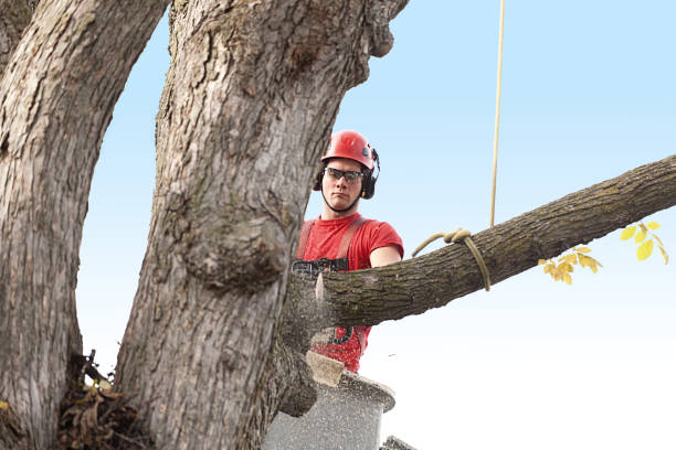 Best Tree Preservation Services  in Ingram, PA